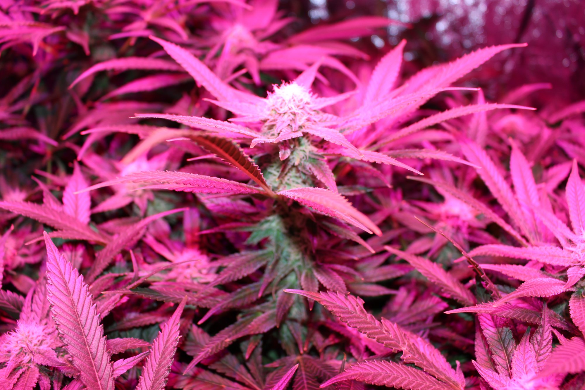 First time grower needs help 8