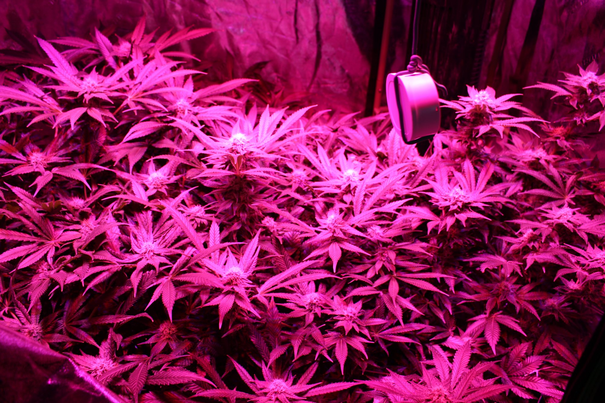 First time grower needs help 9