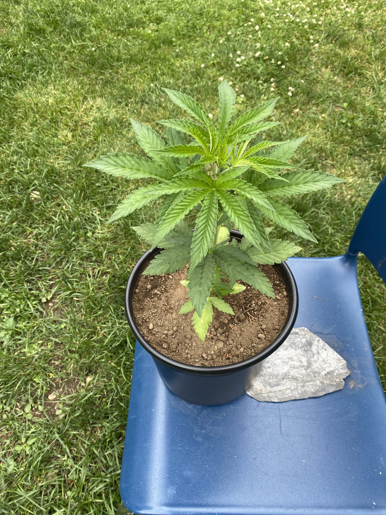 First time grower noticed the leaves on the bottom started turning greenish yellowish 3