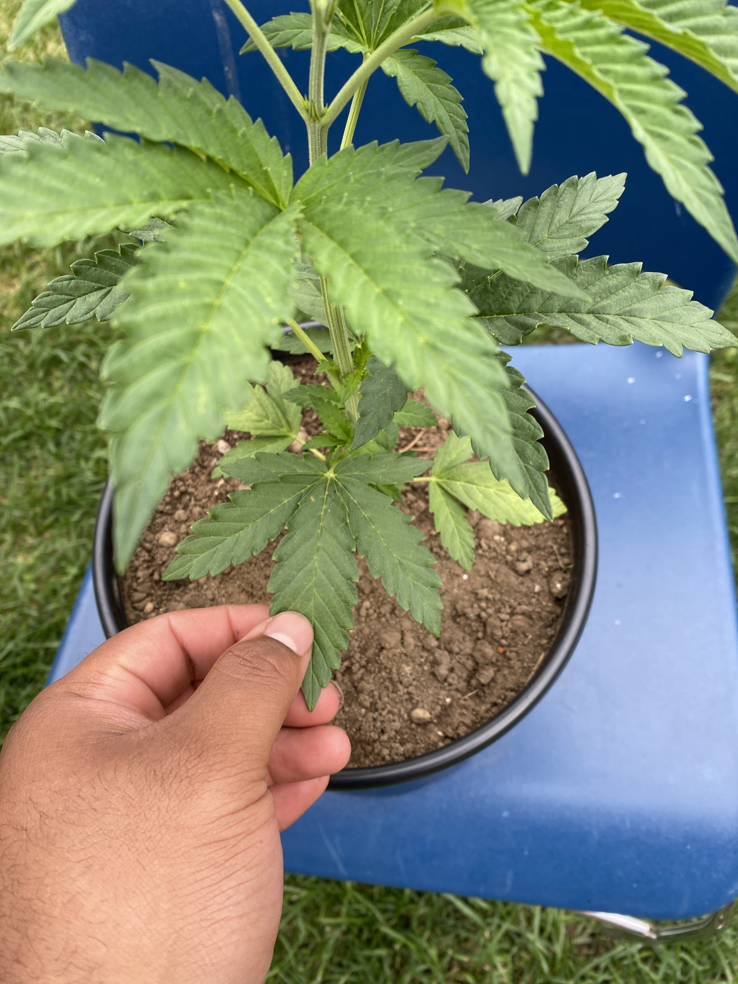 First time grower noticed the leaves on the bottom started turning greenish yellowish 4