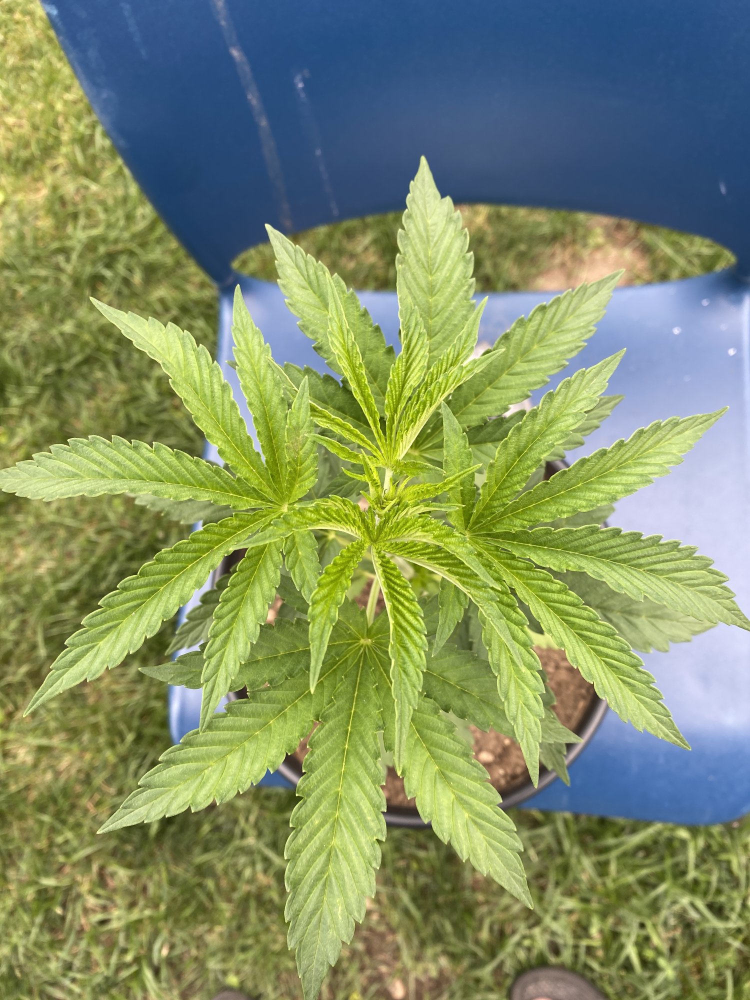 First time grower noticed the leaves on the bottom started turning greenish yellowish 5