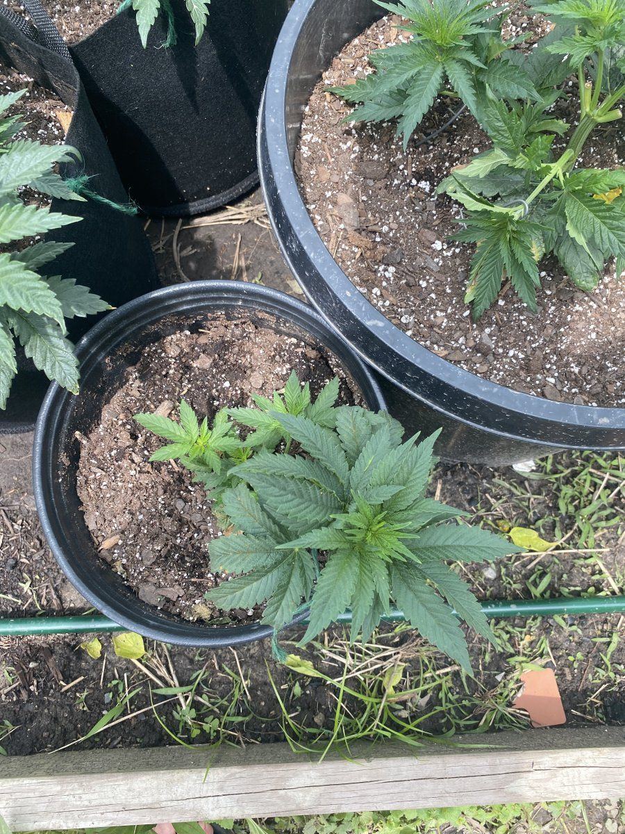 First time grower ohio 2