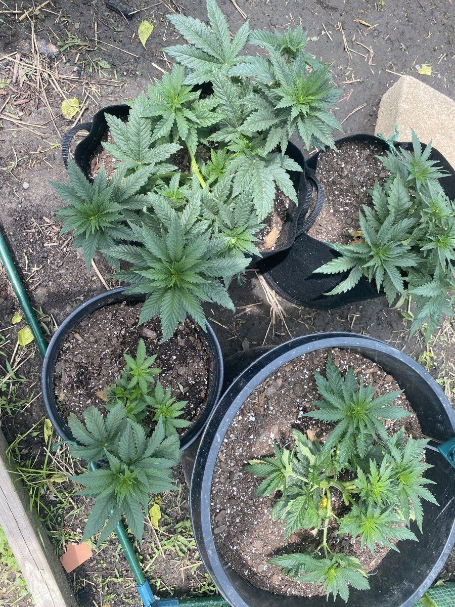 First time grower ohio 3