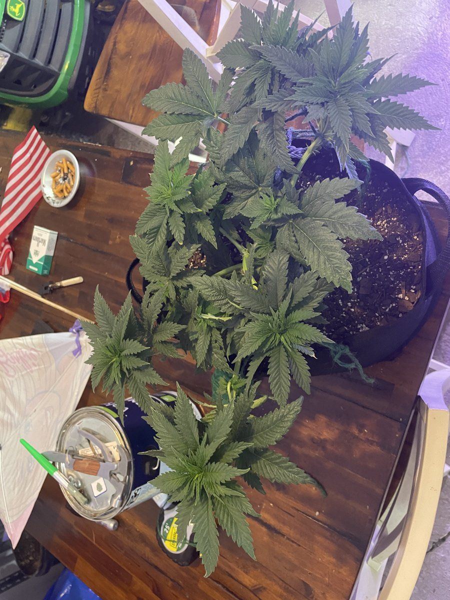 First time grower ohio 5