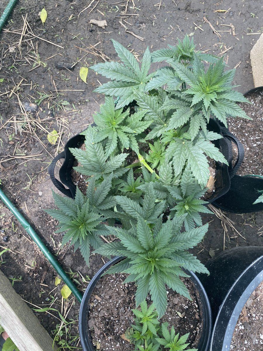 First time grower ohio