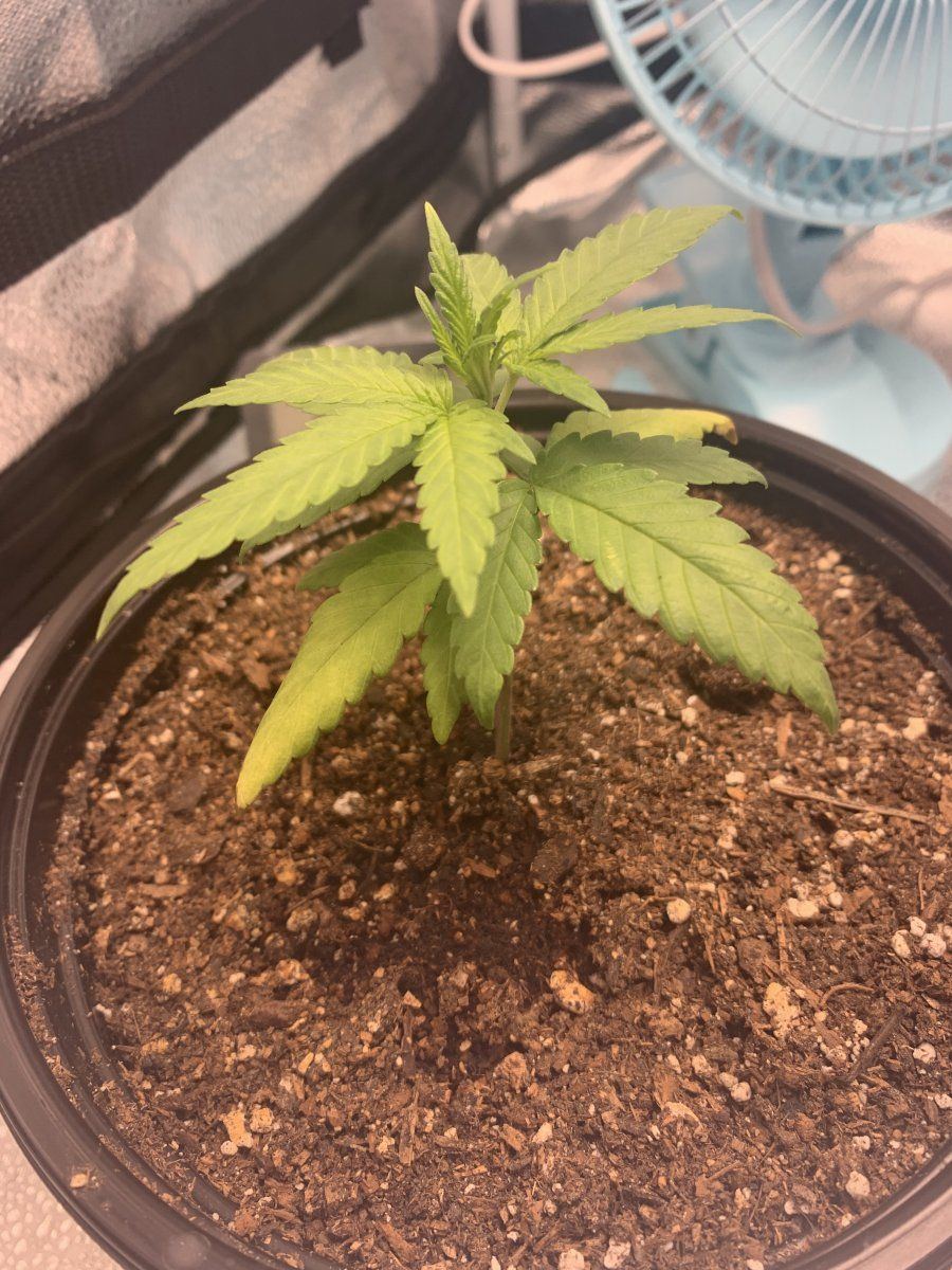 First time grower opinions please  28 day old plant transplanted 4 days ago 2