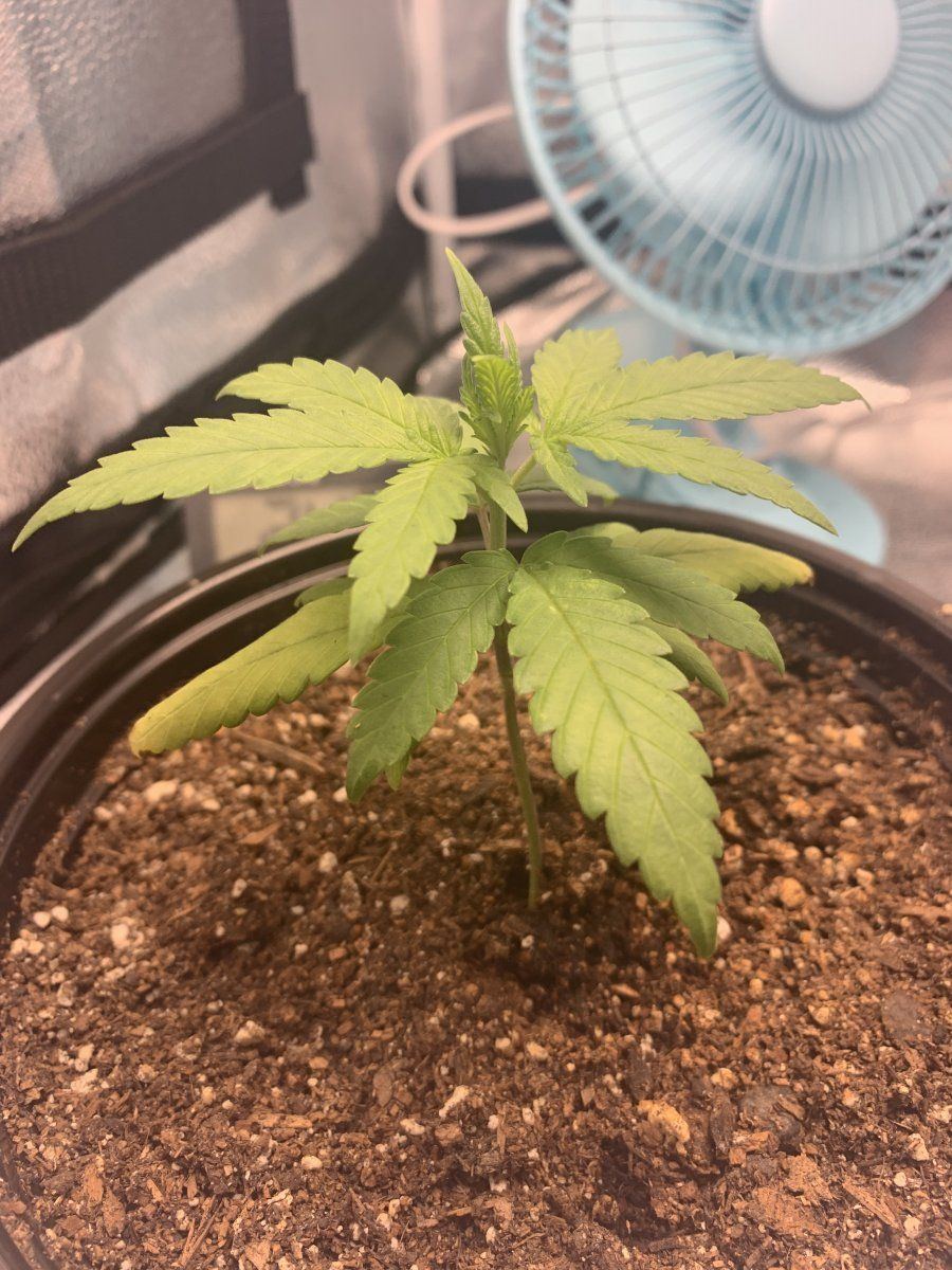First time grower opinions please  28 day old plant transplanted 4 days ago 3