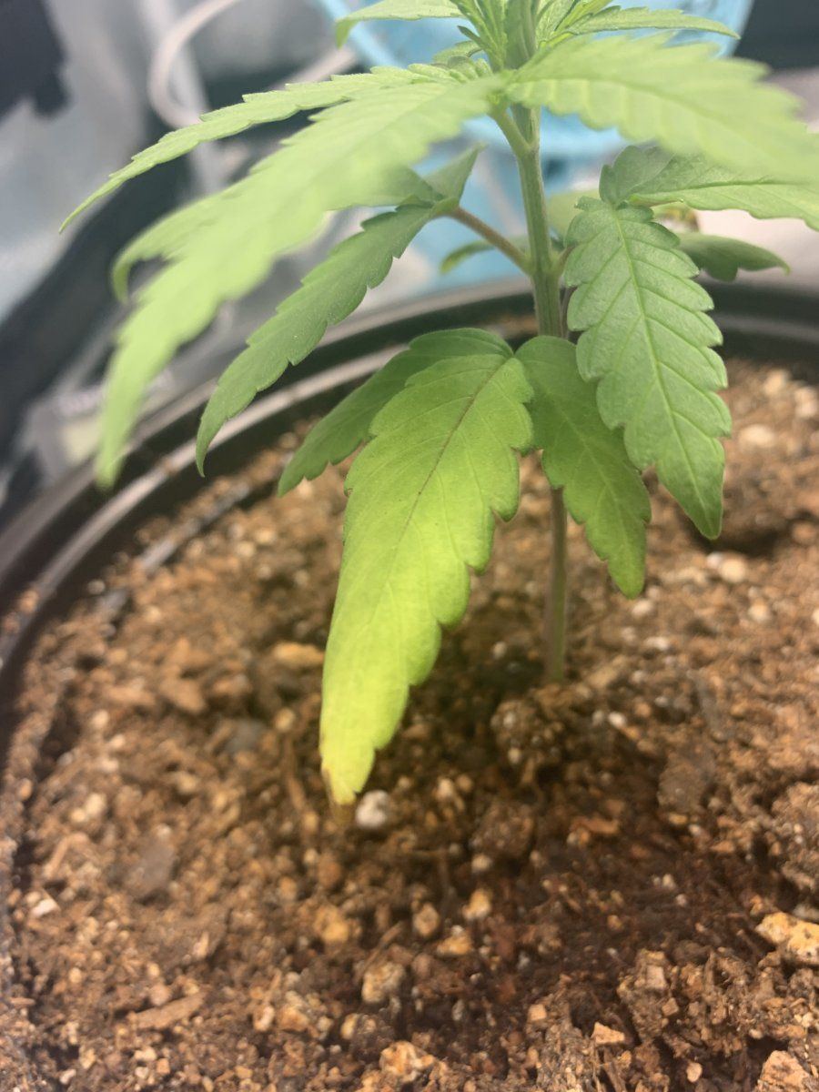 First time grower opinions please  28 day old plant transplanted 4 days ago 5