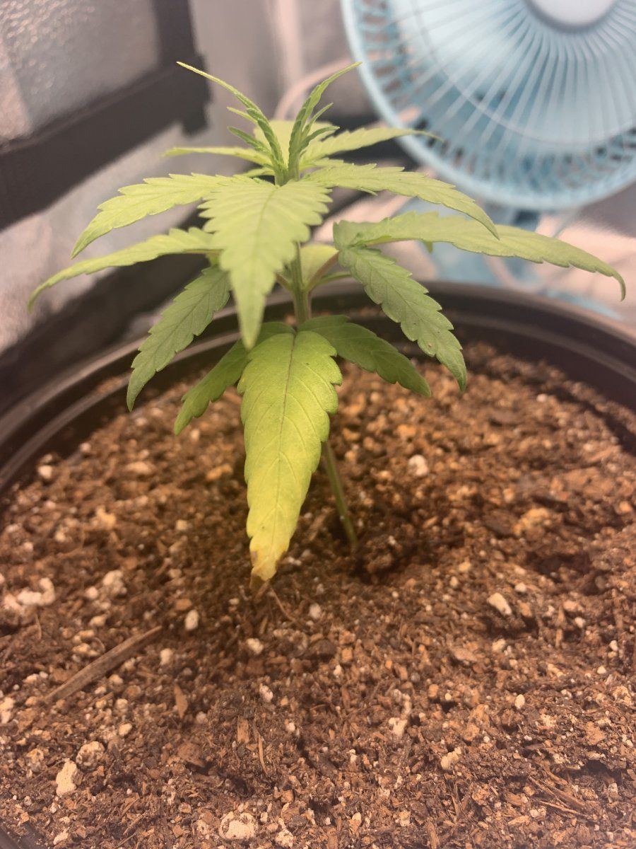 First time grower opinions please  28 day old plant transplanted 4 days ago 6
