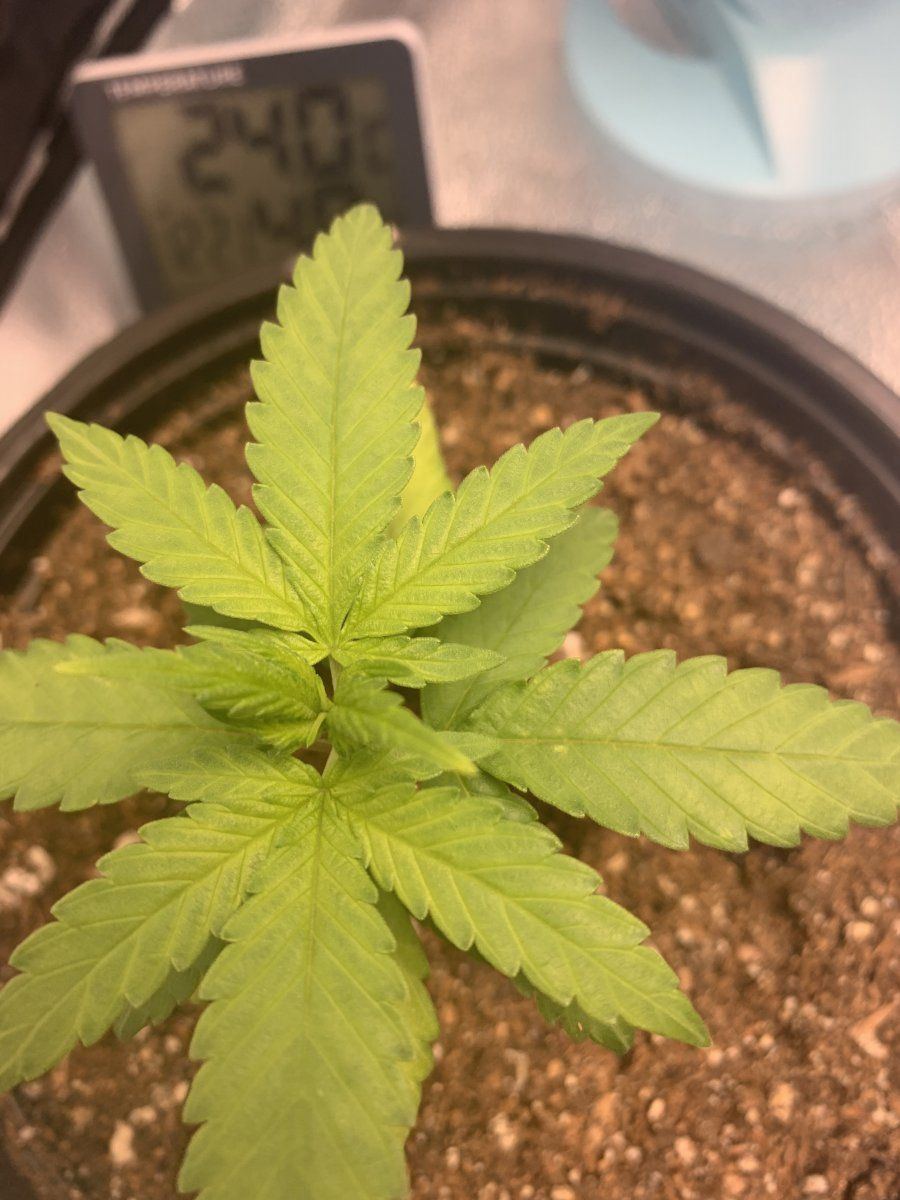 First time grower opinions please  28 day old plant transplanted 4 days ago 7