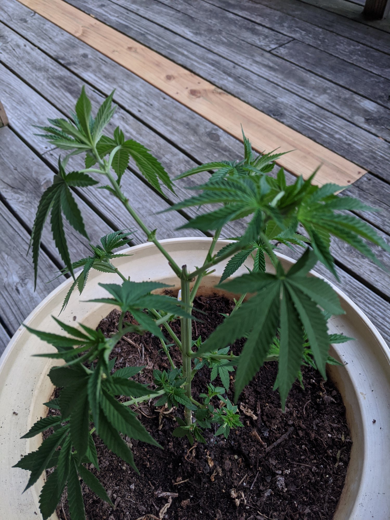 First time grower outdoor grow 2
