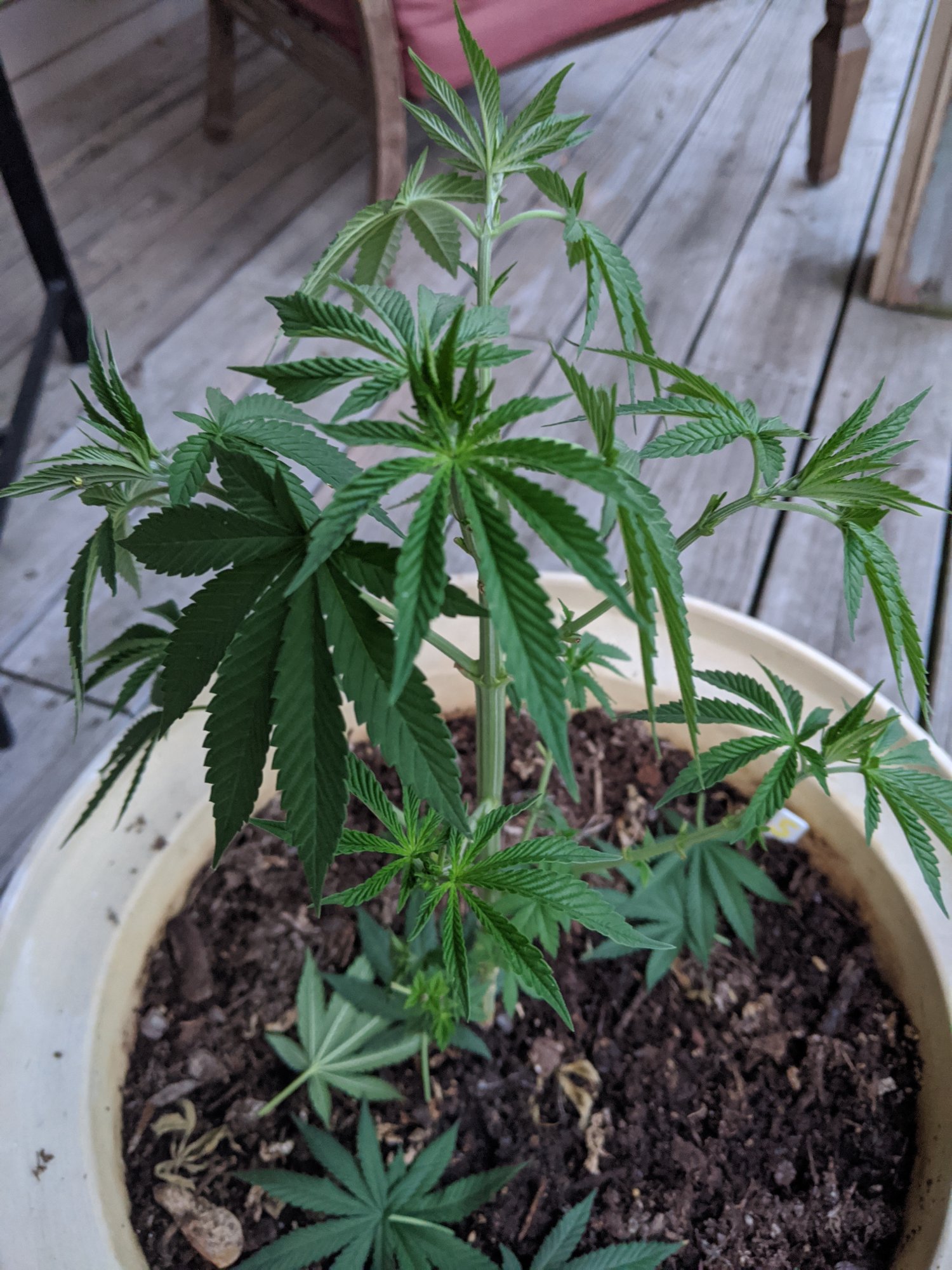 First time grower outdoor grow 3
