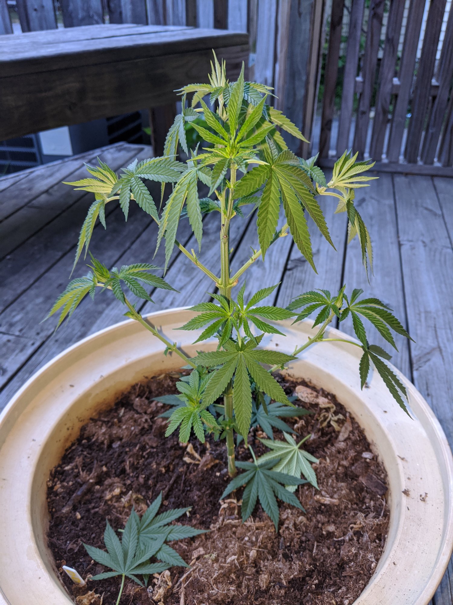 First time grower outdoor grow 4