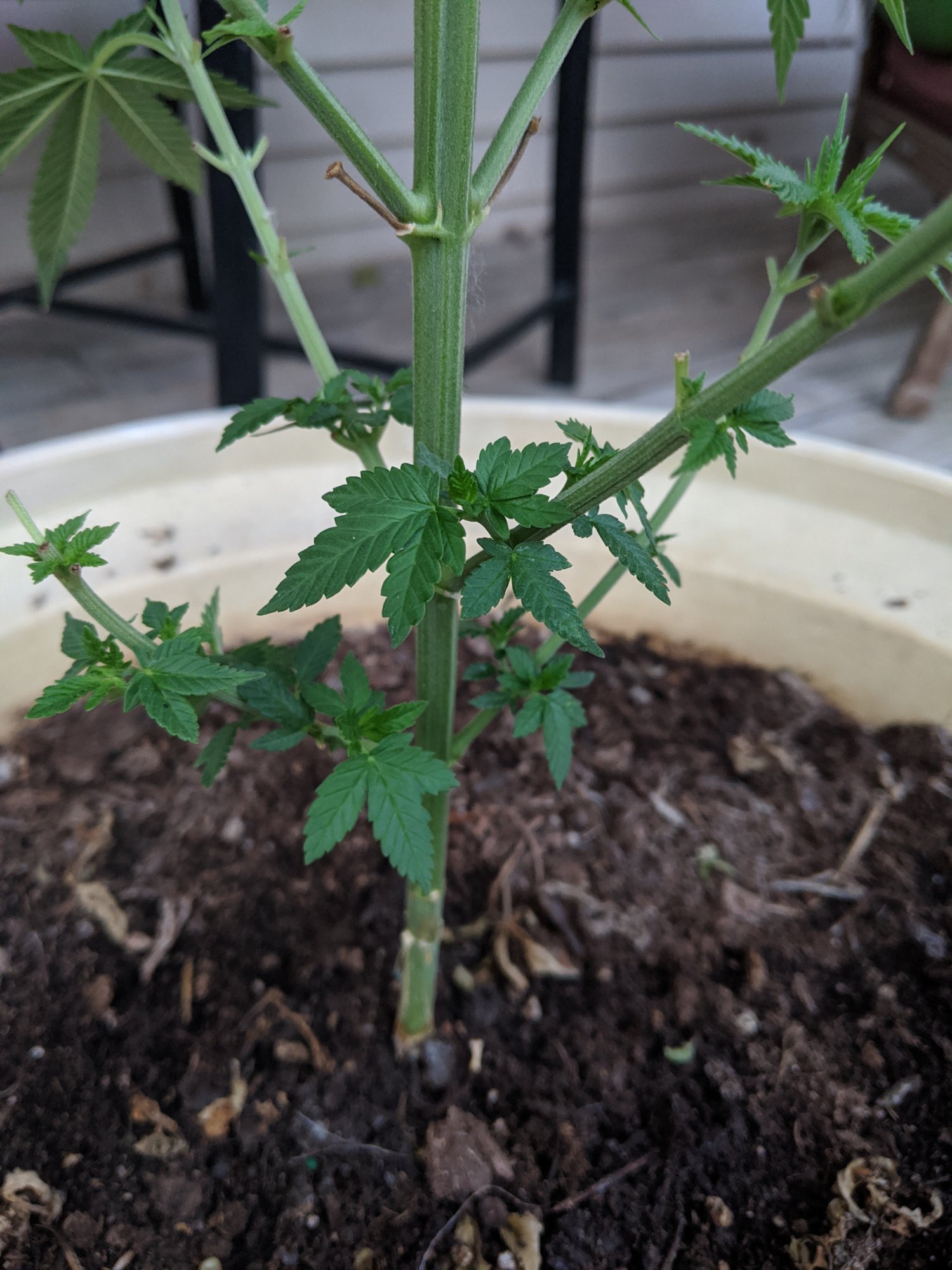First time grower outdoor grow