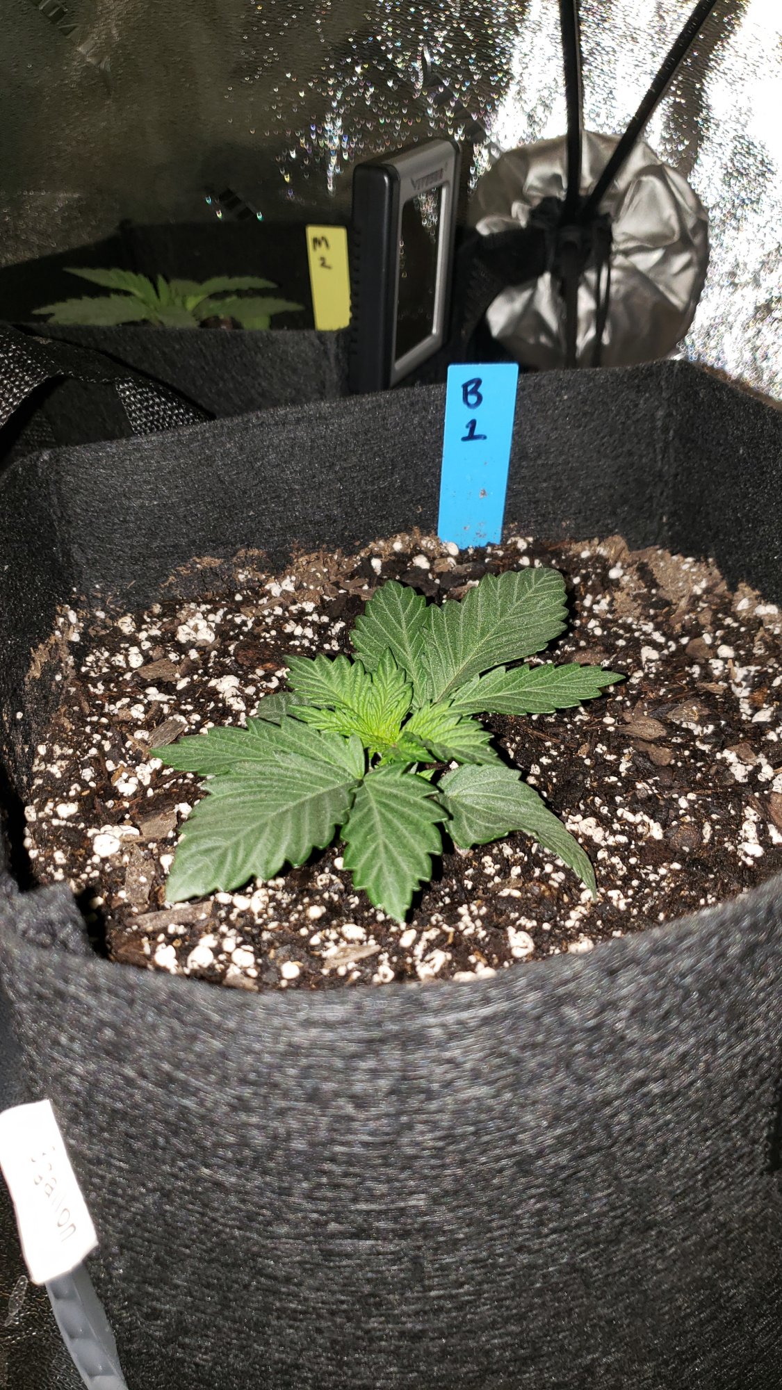 First time grower   paranoia brain dump 3