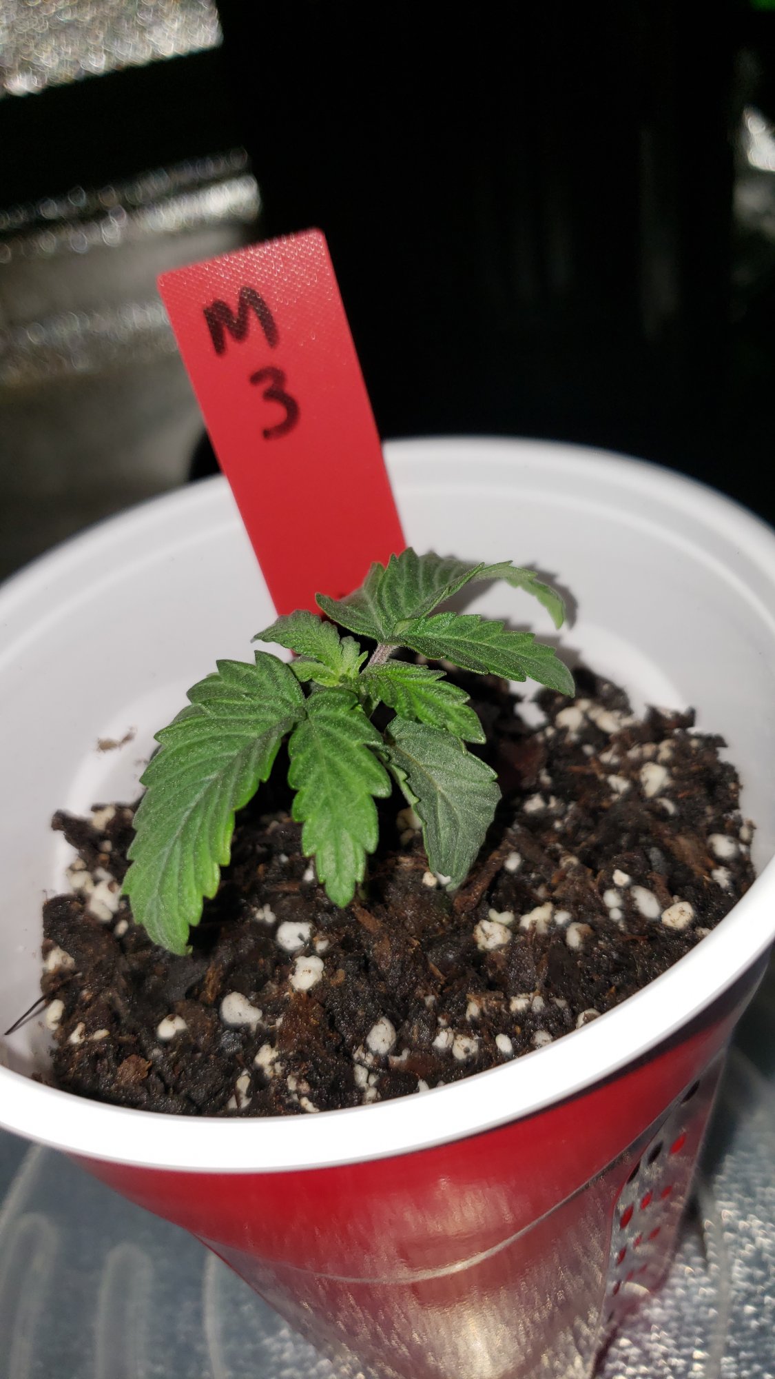 First time grower   paranoia brain dump 5