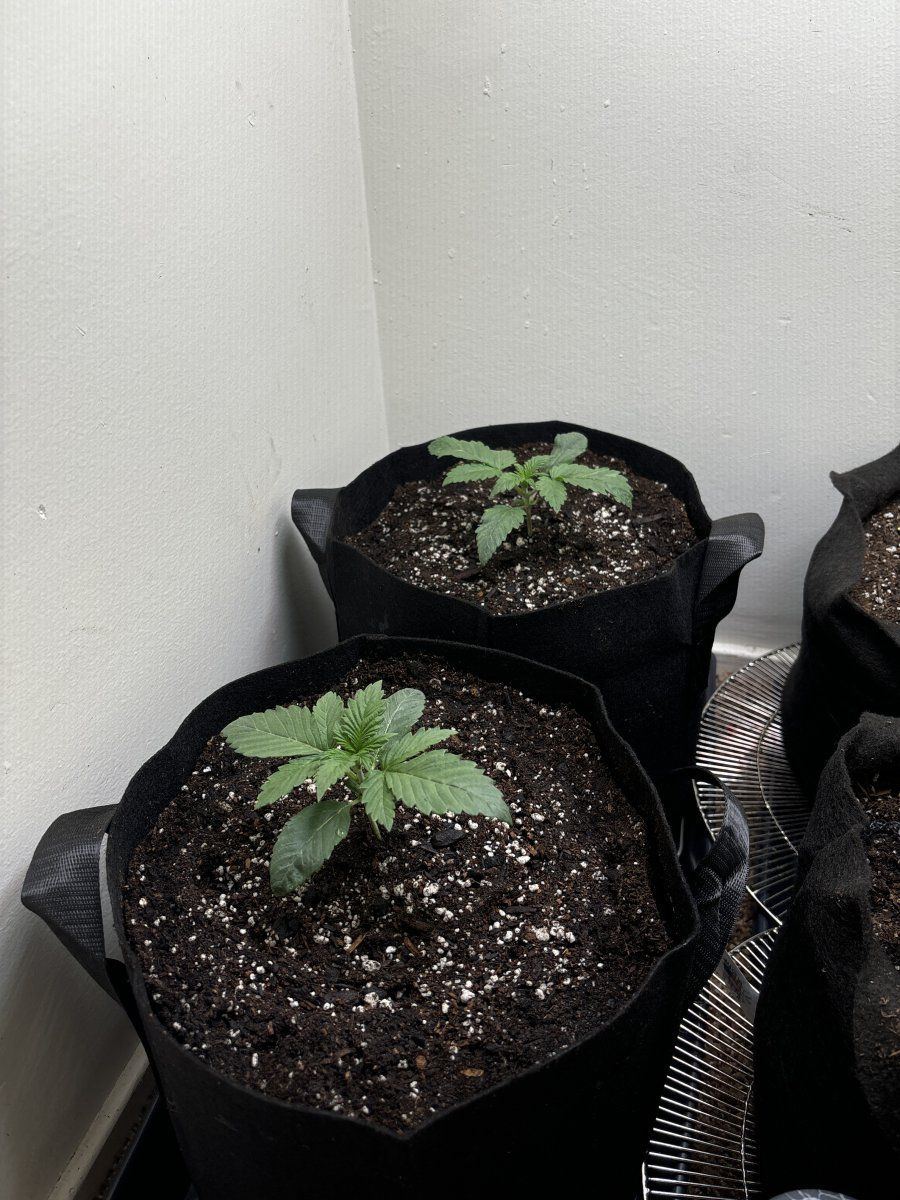 First time grower please help 4