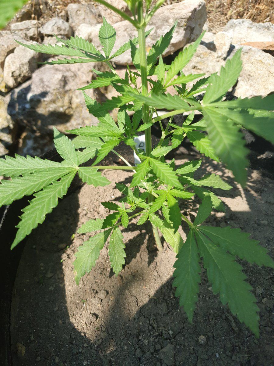 First time grower posting some pics and asking for comments 10