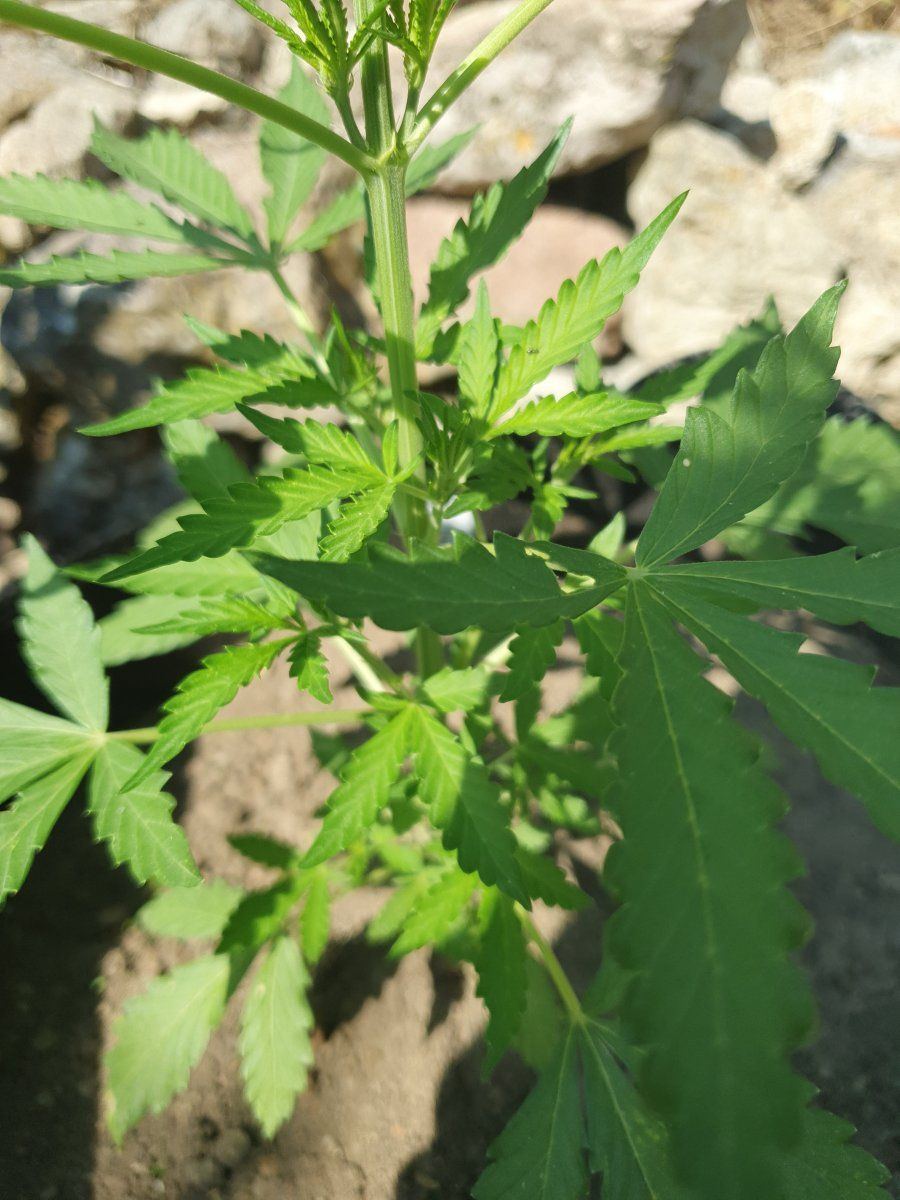First time grower posting some pics and asking for comments 11