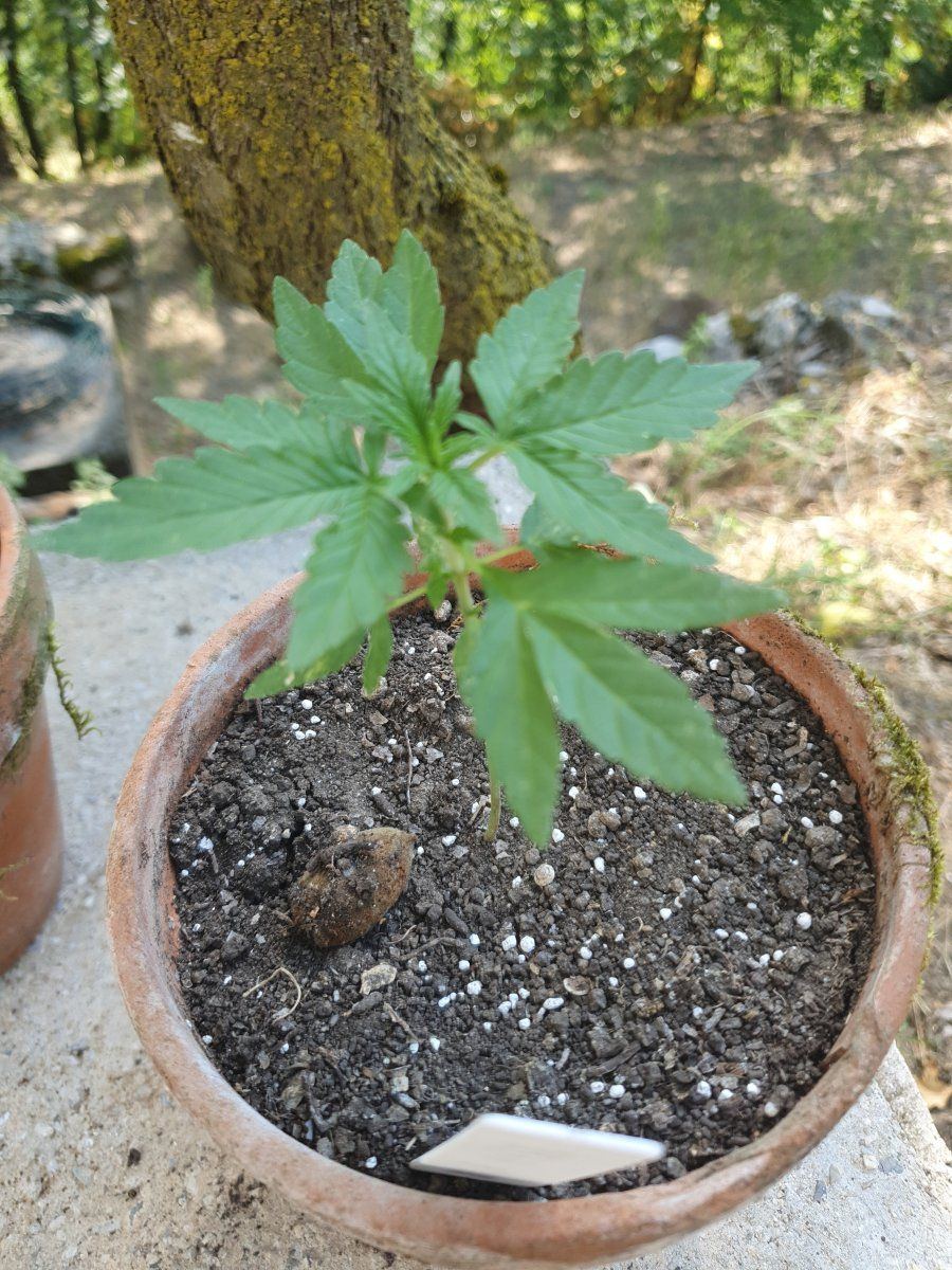 First time grower posting some pics and asking for comments 12