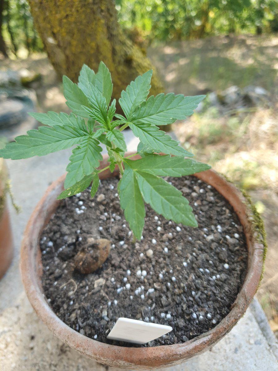 First time grower posting some pics and asking for comments 13
