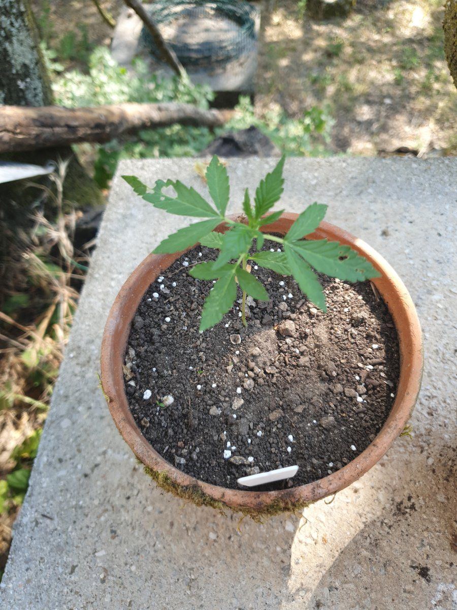 First time grower posting some pics and asking for comments 14