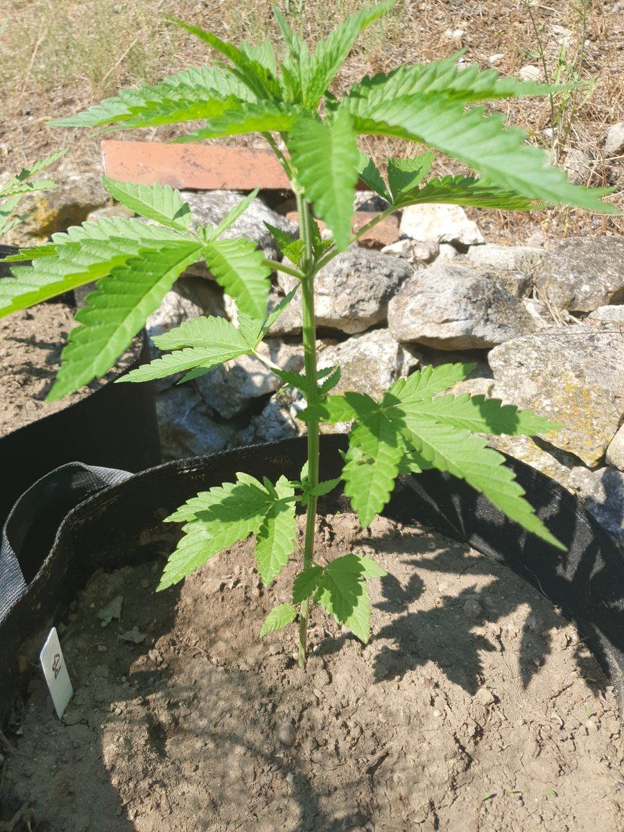 First time grower posting some pics and asking for comments 4