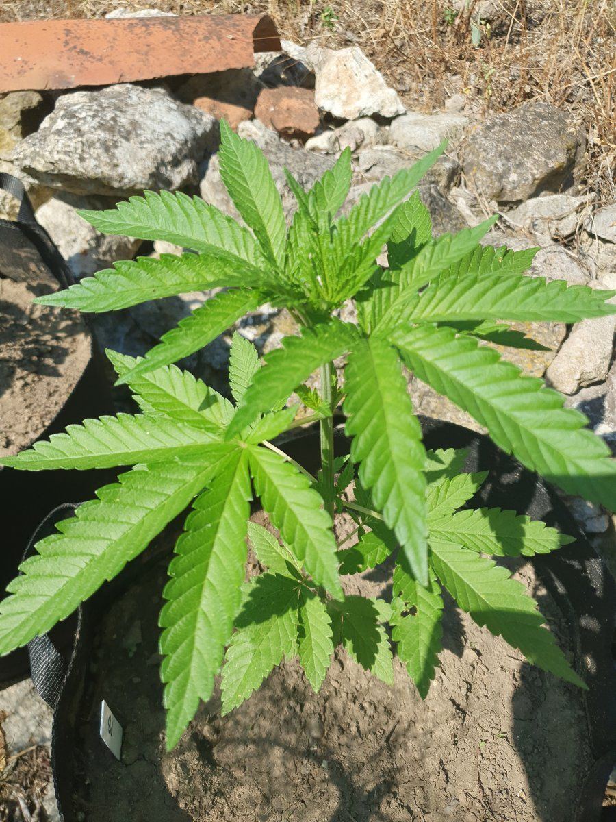 First time grower posting some pics and asking for comments 5