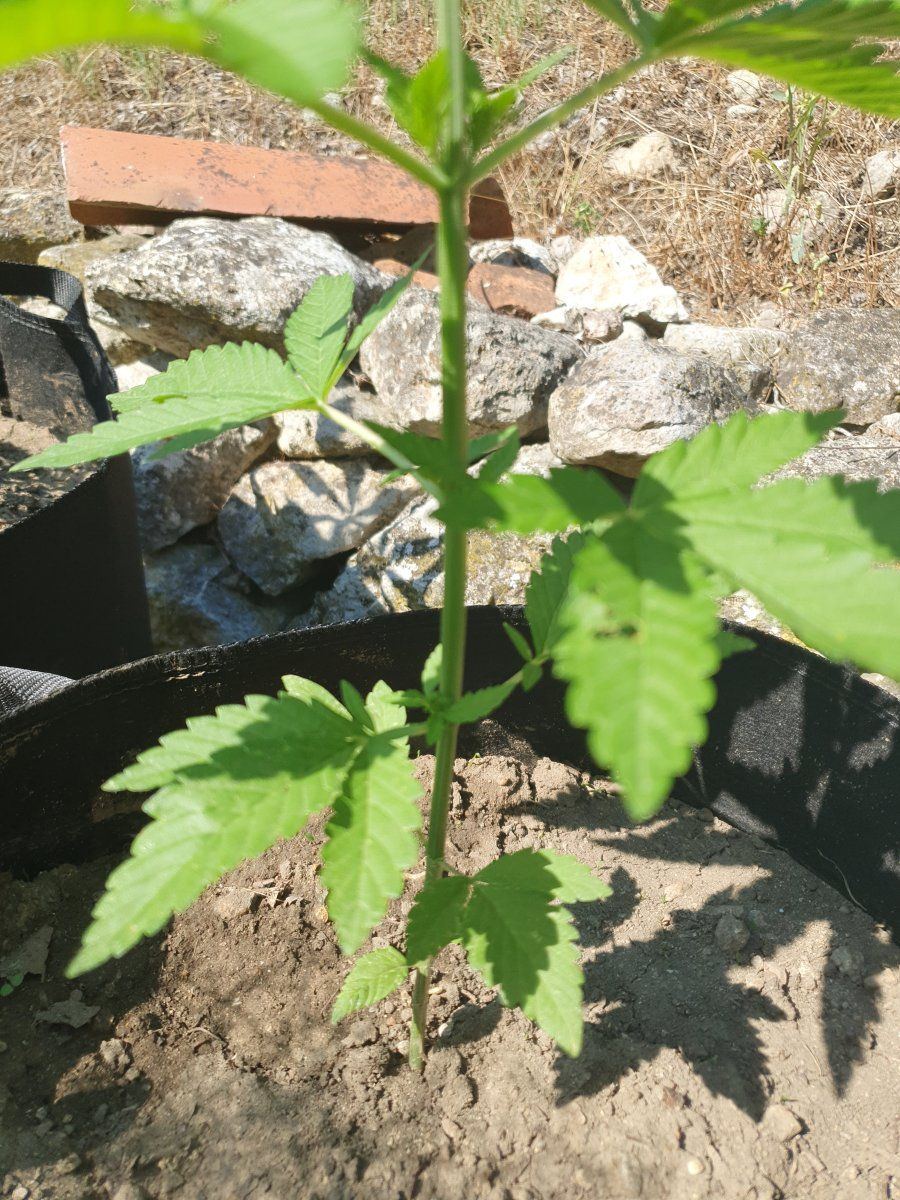 First time grower posting some pics and asking for comments 6