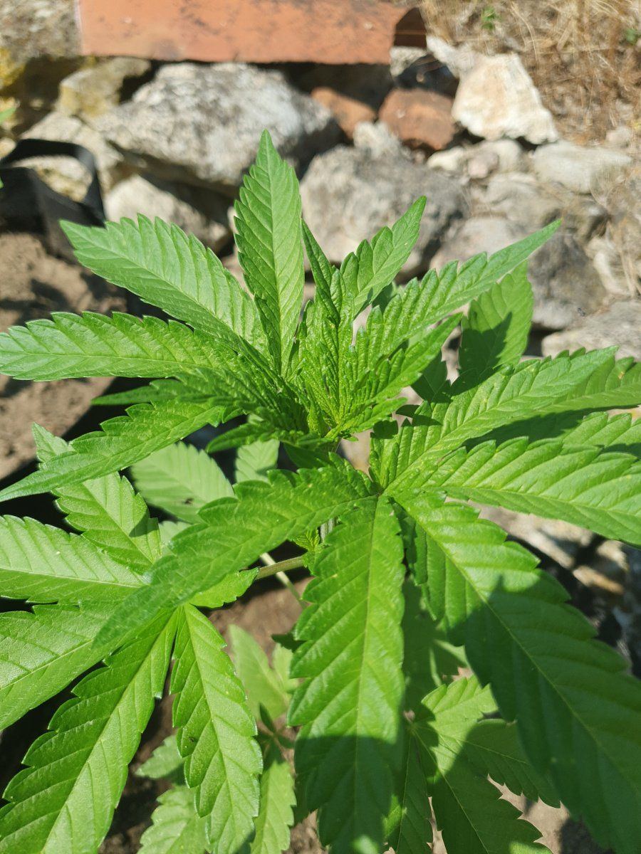 First time grower posting some pics and asking for comments 7