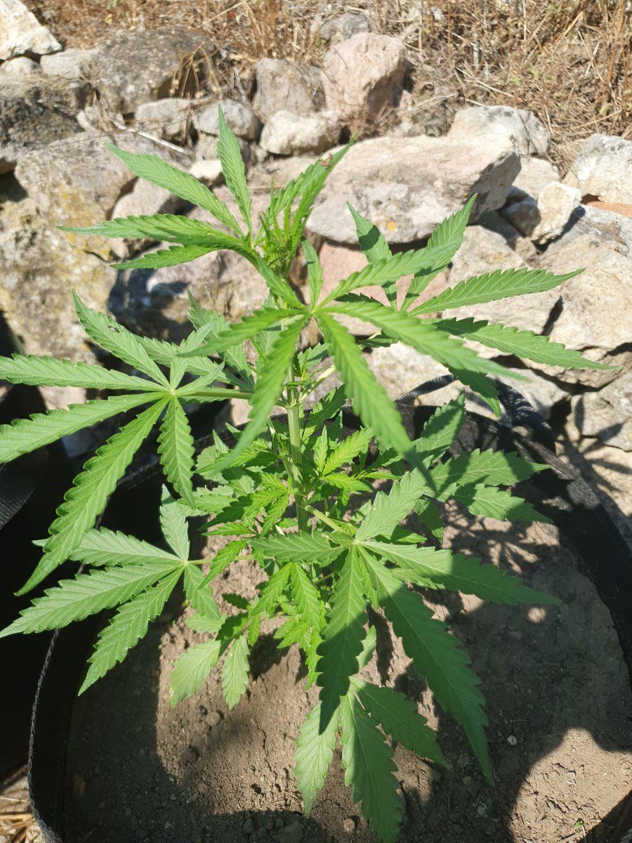 First time grower posting some pics and asking for comments 8