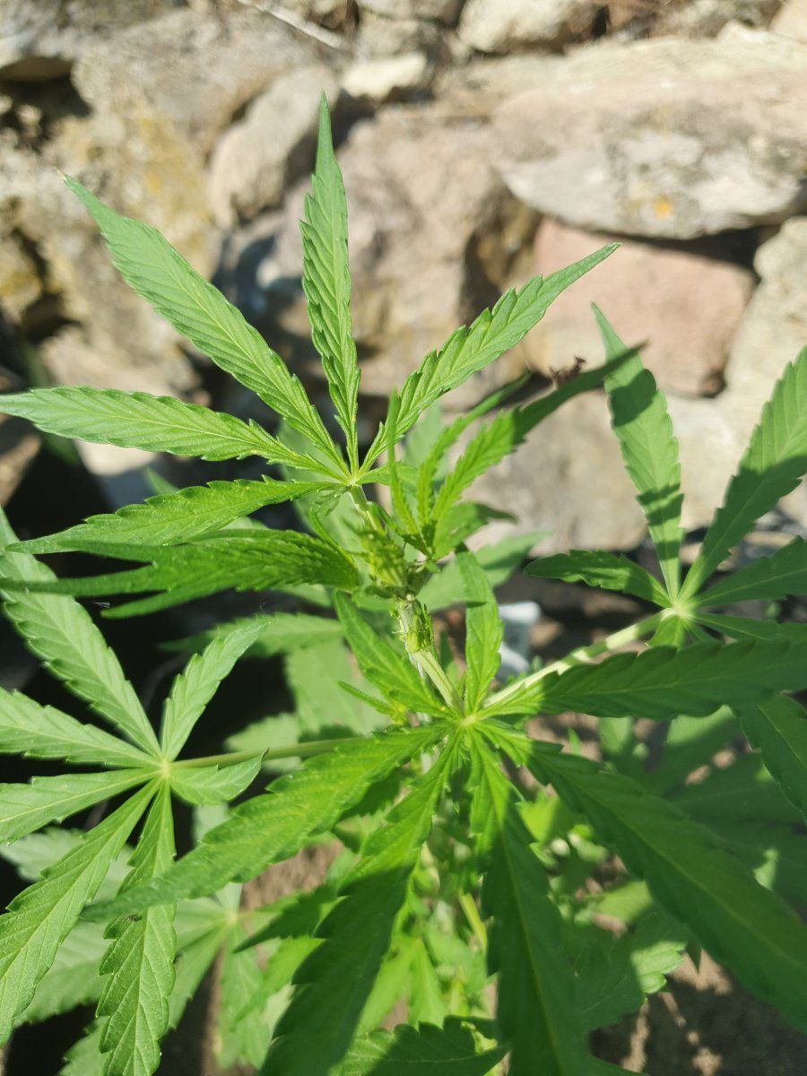 First time grower posting some pics and asking for comments 9