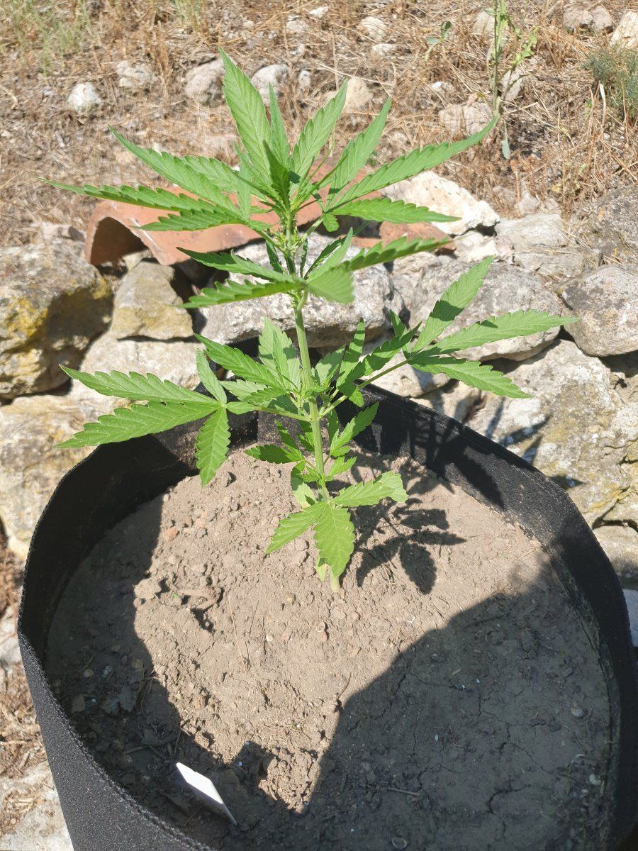 First time grower posting some pics and asking for comments