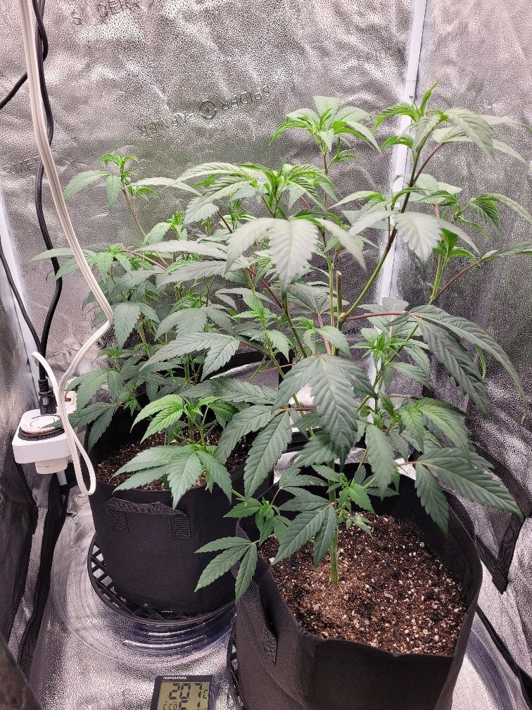 First time grower seeking opinions on spots 2