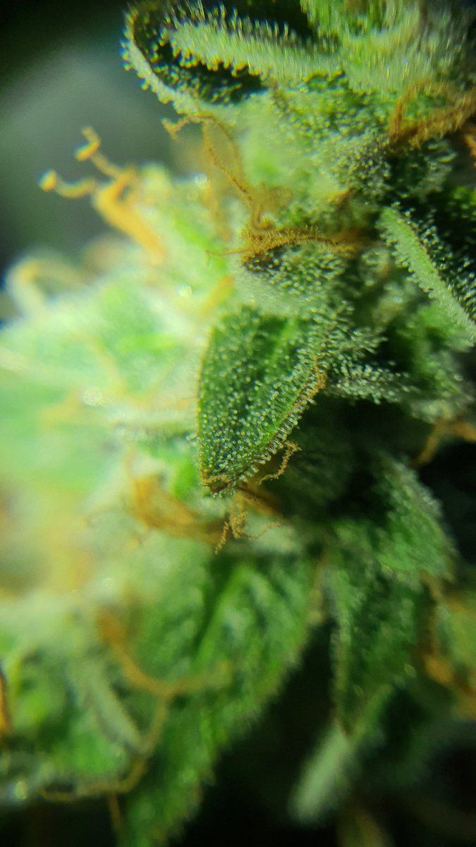 First time grower seeking trichome assessment for harvest readiness 2