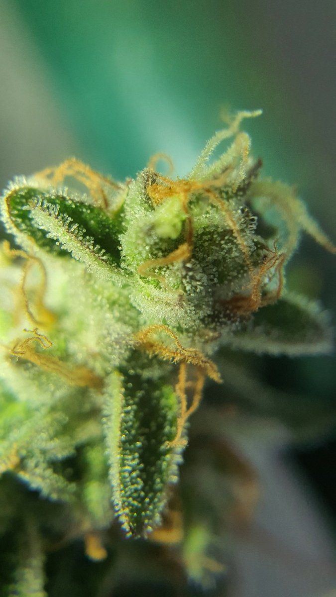First time grower seeking trichome assessment for harvest readiness 3