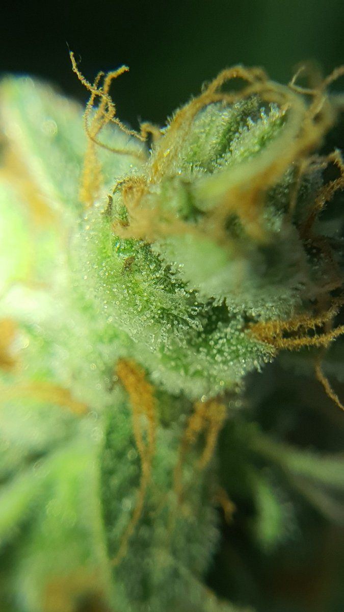 First time grower seeking trichome assessment for harvest readiness 4