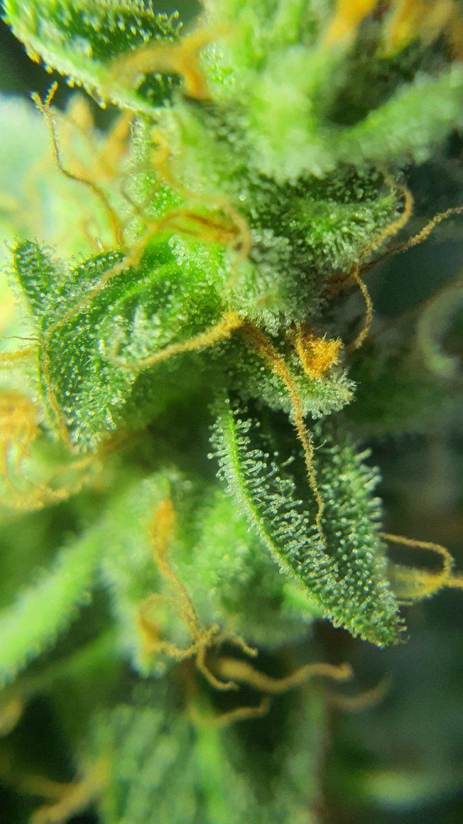 First time grower seeking trichome assessment for harvest readiness