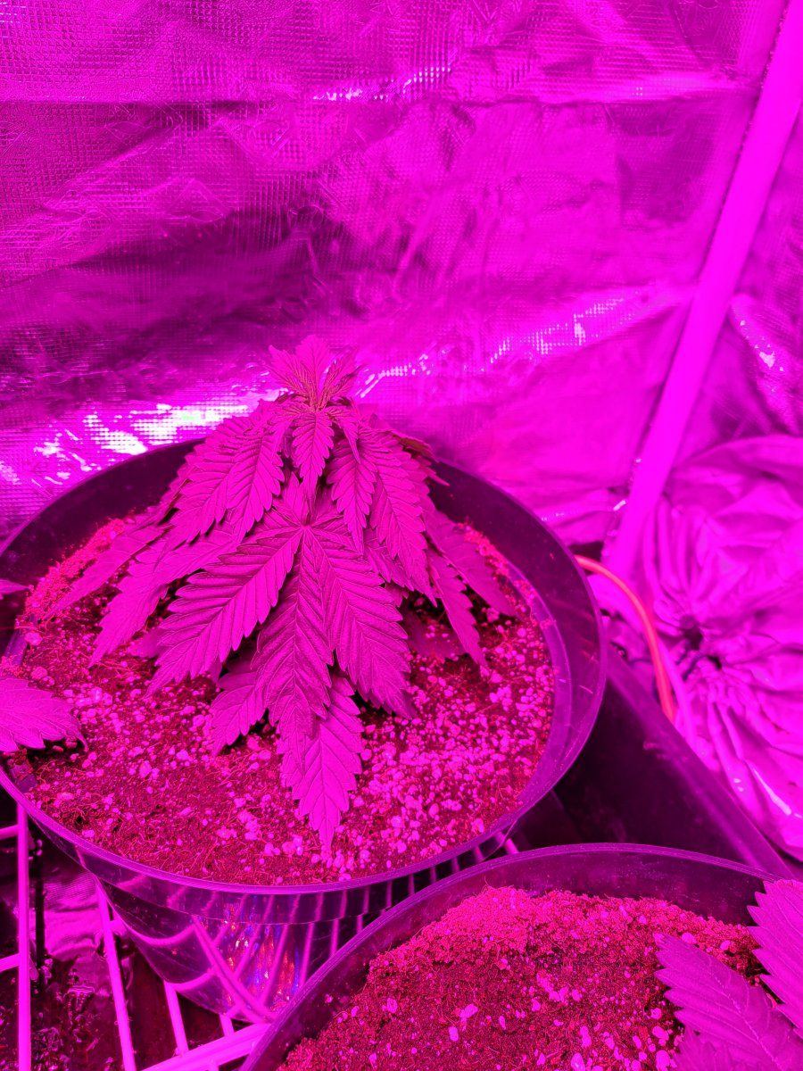 First time grower think i have problems 2
