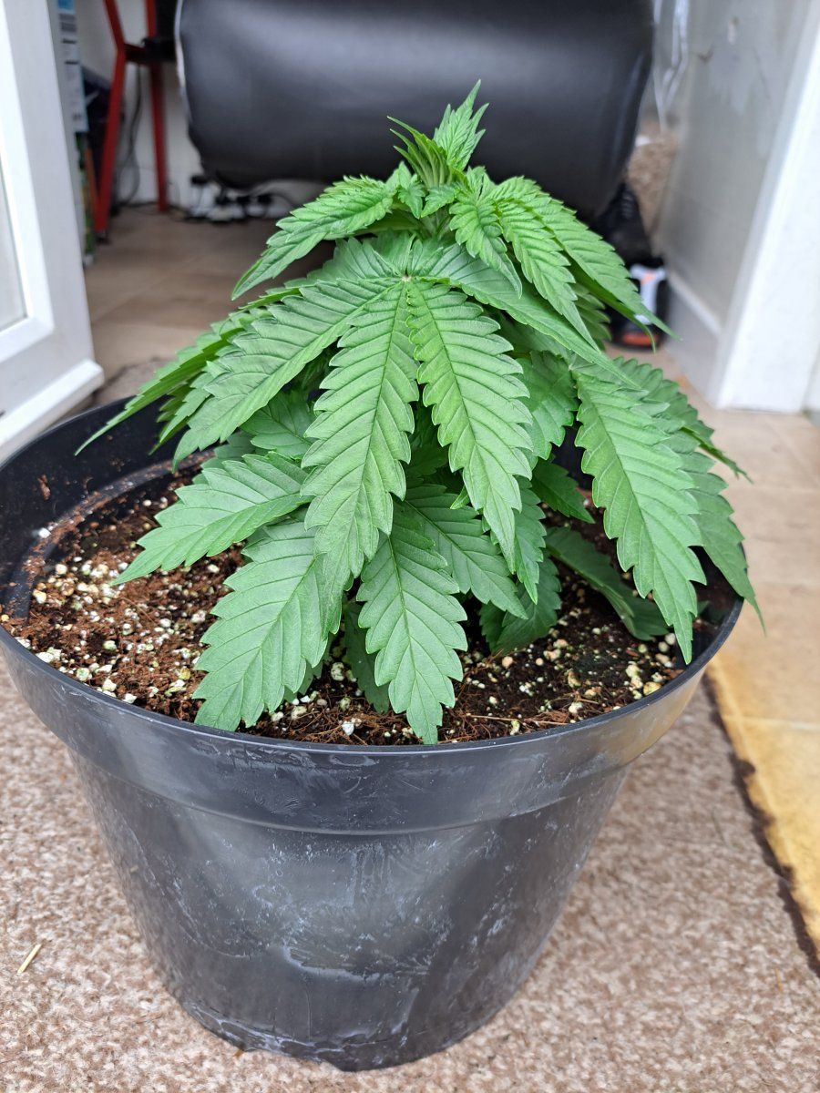 First time grower think i have problems 9