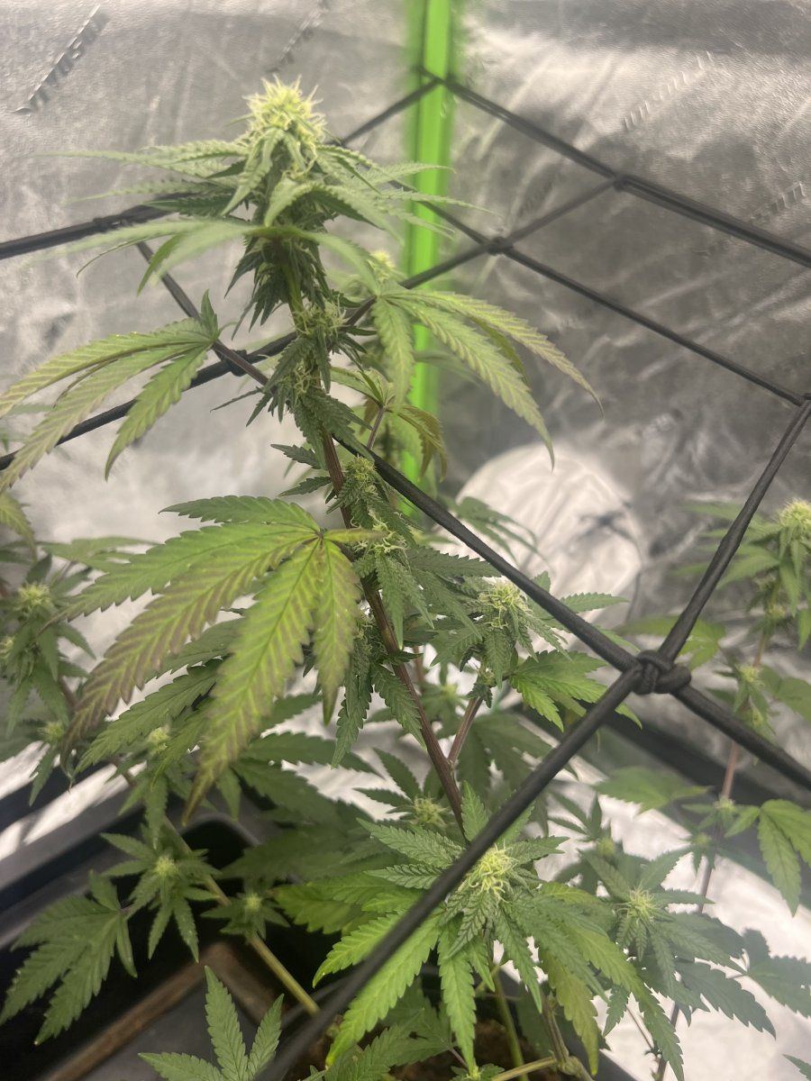 First time grower trying to diagnose an issue 2