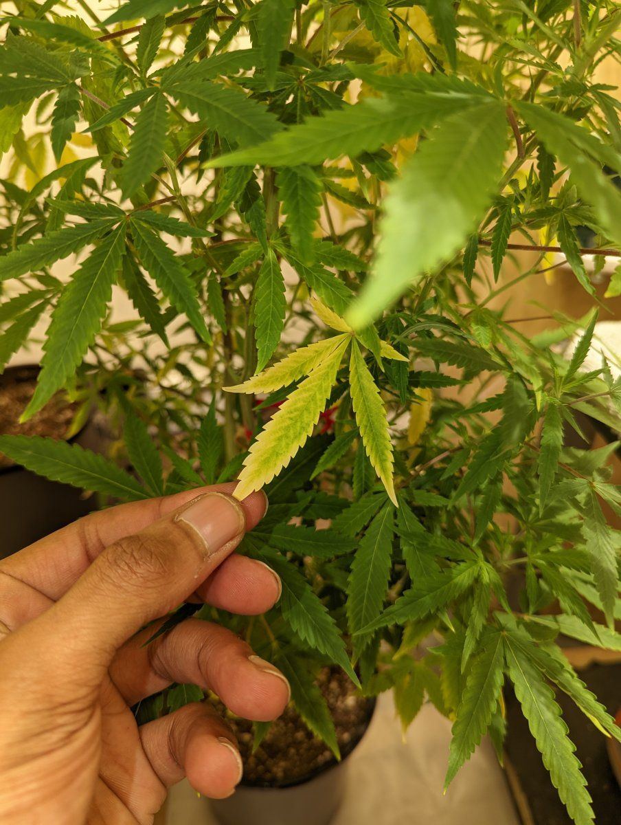 First time grower using notg also my clones are unknown 4