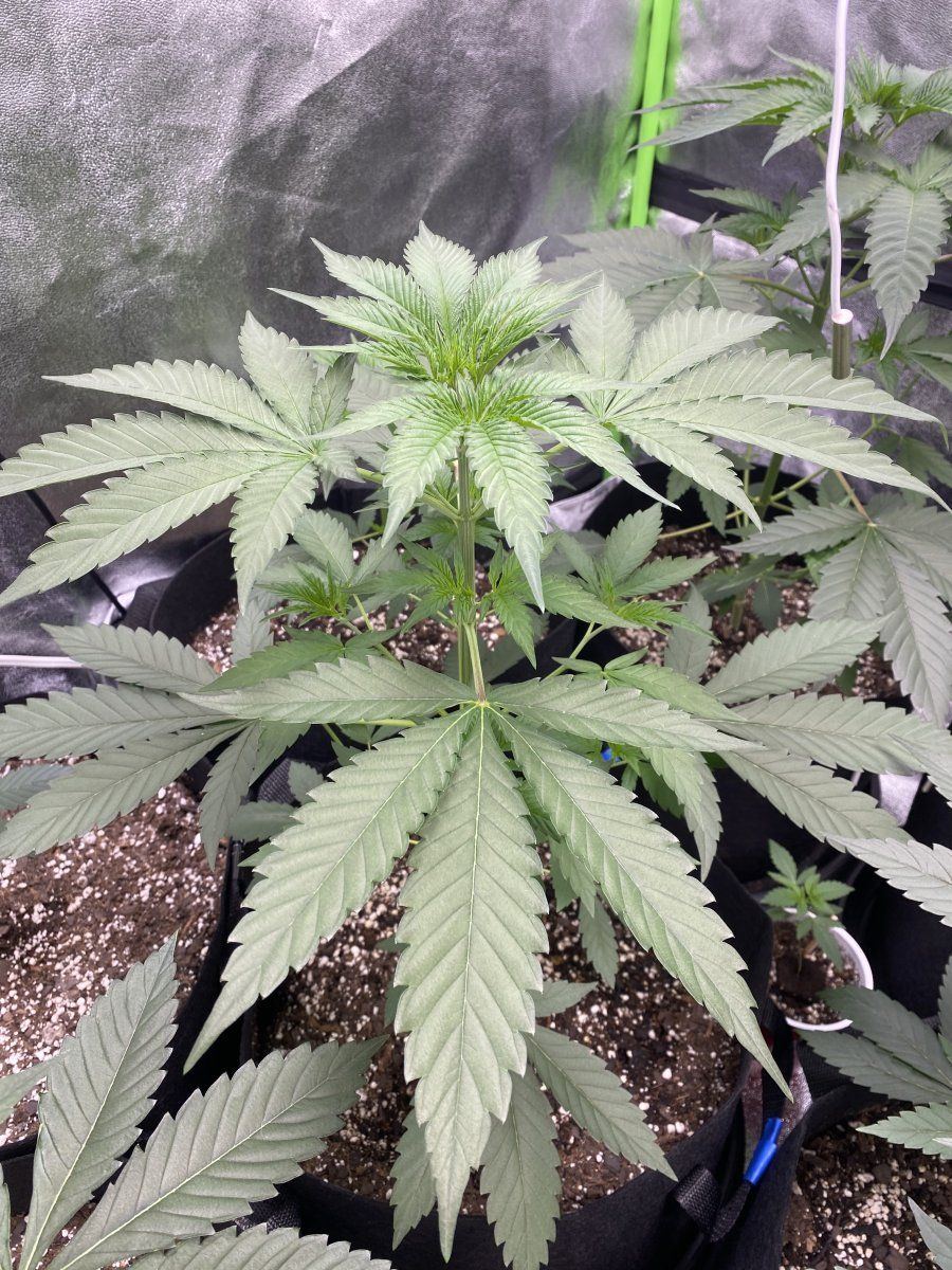 First time grower wanting opinions on plants 2