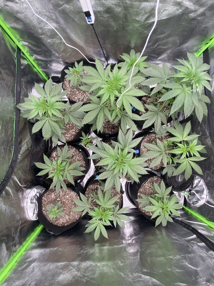First time grower wanting opinions on plants 3