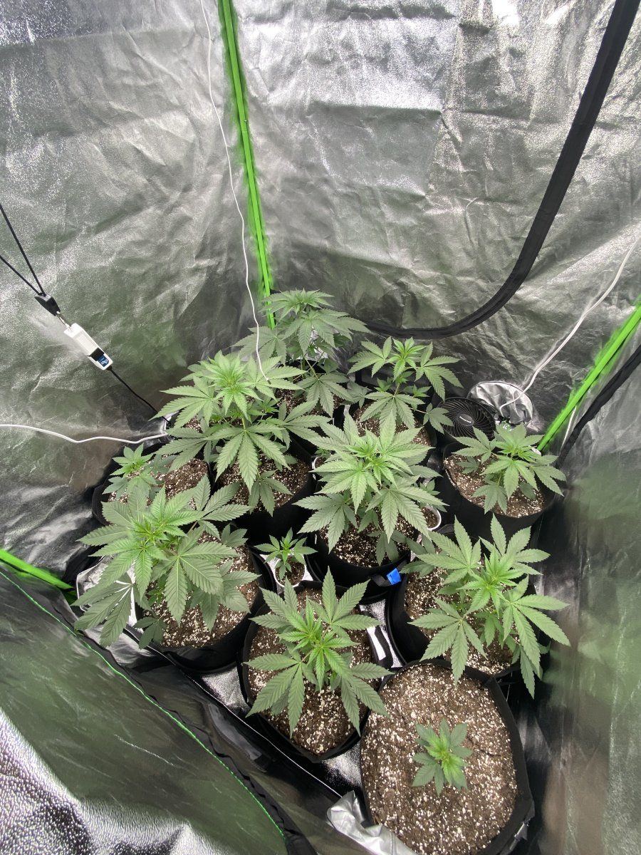 First time grower wanting opinions on plants 5