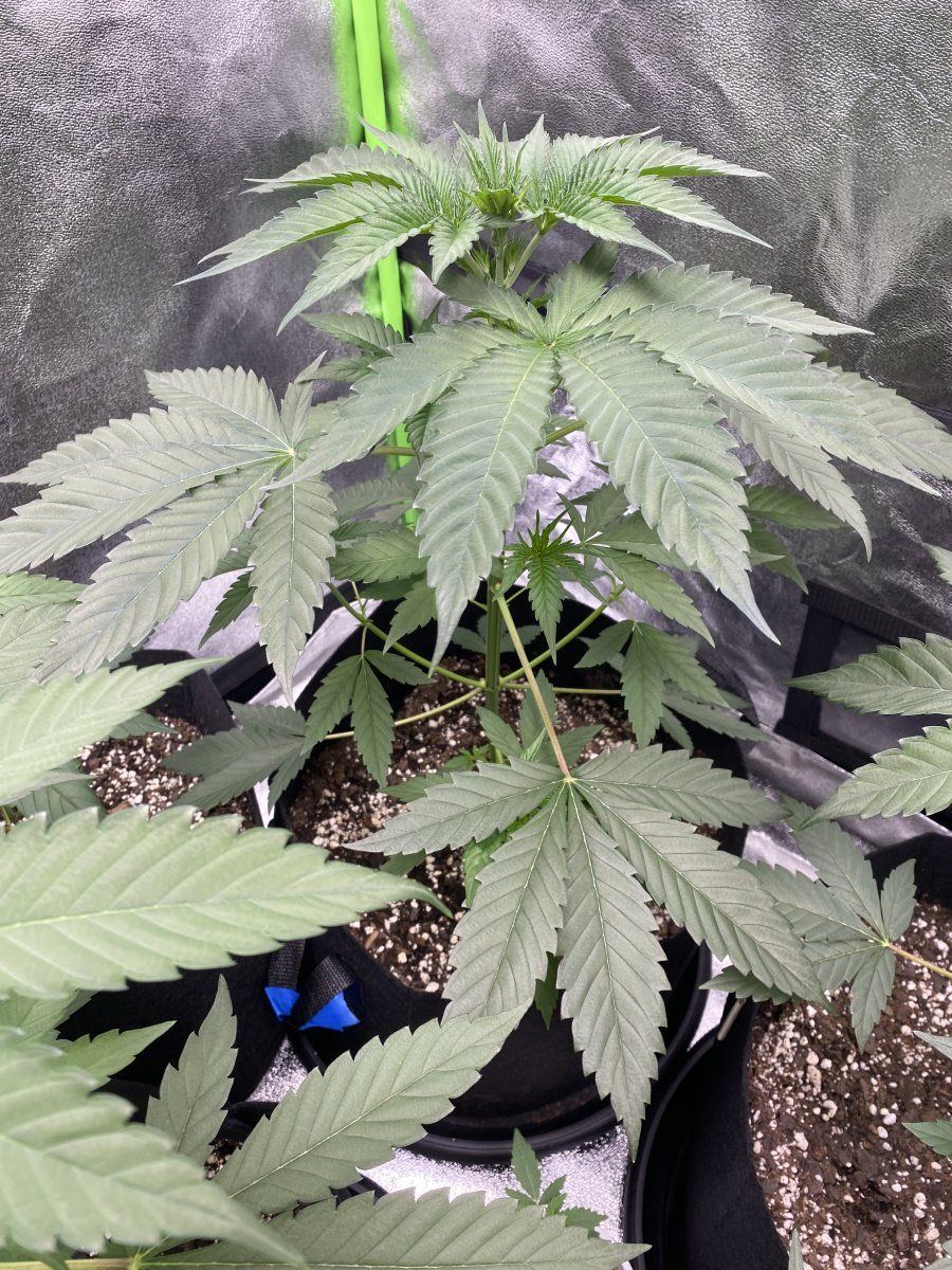 First time grower wanting opinions on plants