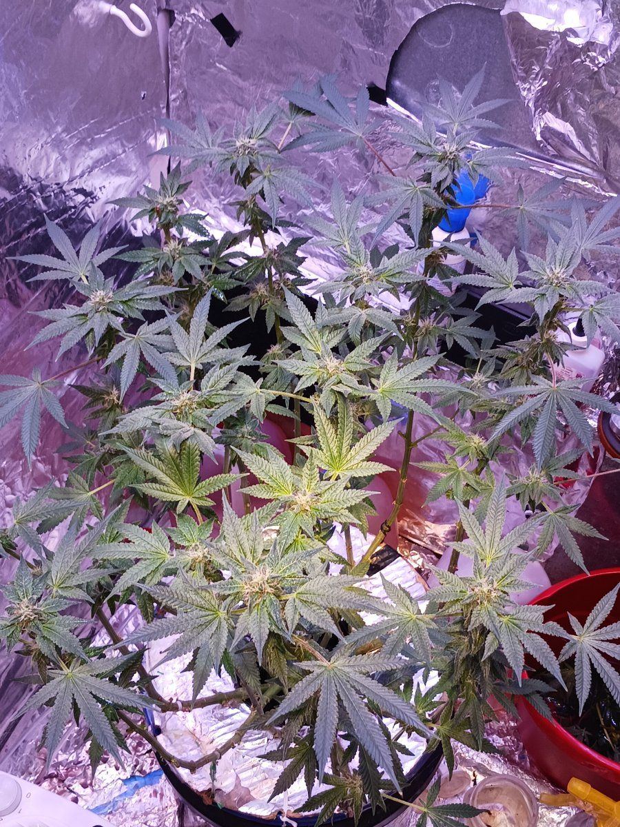 First time grower  week 4 flower 2