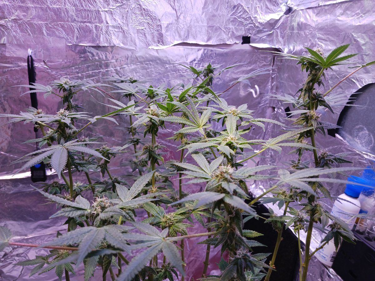 First time grower  week 4 flower 3