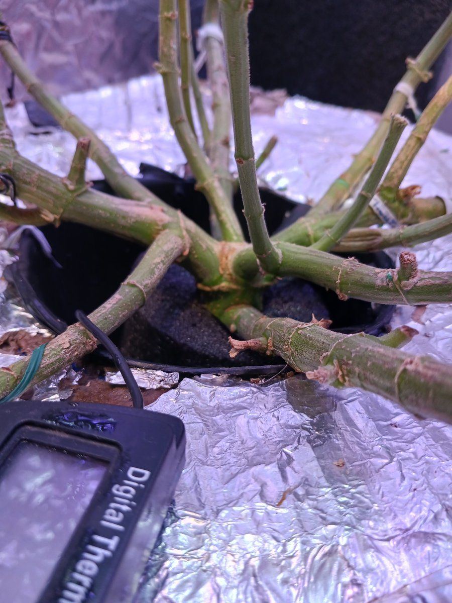 First time grower  week 4 flower 4