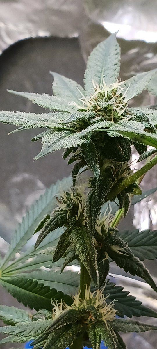 First time grower  week 4 flower 5
